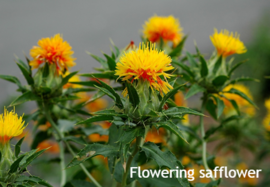 flowering safflower