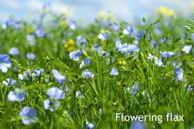 flowering flax